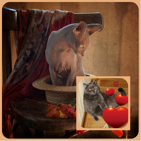 Поговорим о кошках 29