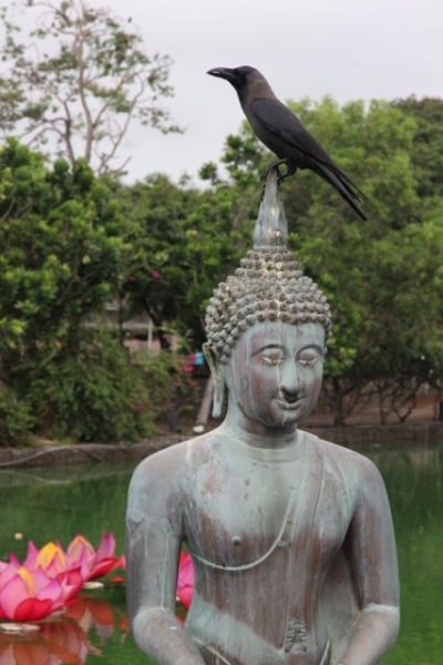 Шри Ланка в одиночку: Храмы, горы, море и 3 национальных парка