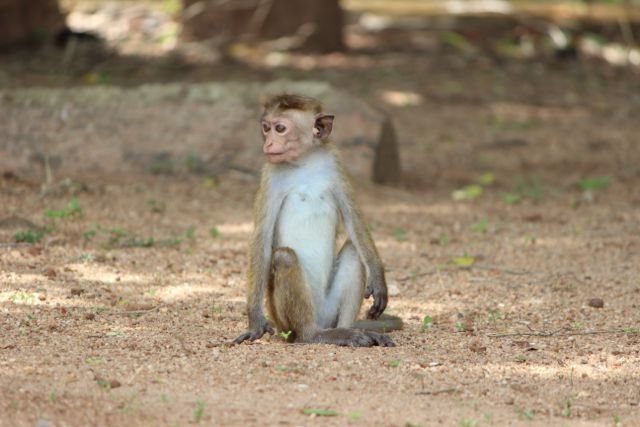 Шри Ланка в одиночку: Храмы, горы, море и 3 национальных парка