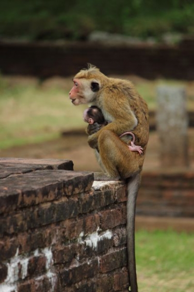 Шри Ланка в одиночку: Храмы, горы, море и 3 национальных парка