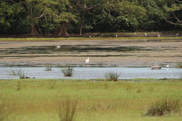 Шри Ланка в одиночку: Храмы, горы, море и 3 национальных парка