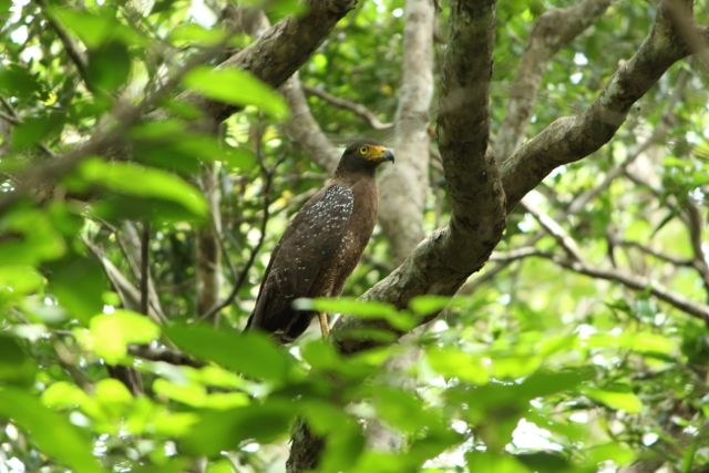 Шри Ланка в одиночку: Храмы, горы, море и 3 национальных парка
