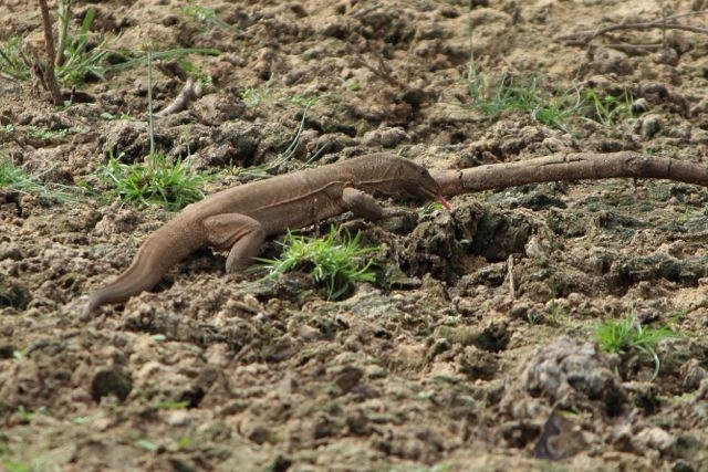 Шри Ланка в одиночку: Храмы, горы, море и 3 национальных парка