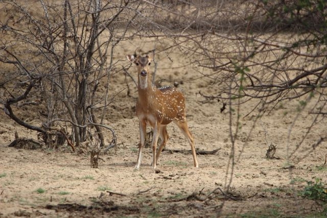 Шри Ланка в одиночку: Храмы, горы, море и 3 национальных парка