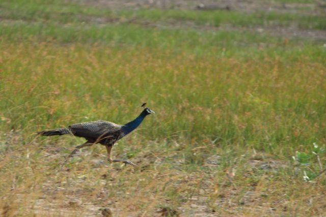 Шри Ланка в одиночку: Храмы, горы, море и 3 национальных парка