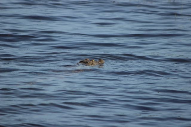 Шри Ланка в одиночку: Храмы, горы, море и 3 национальных парка