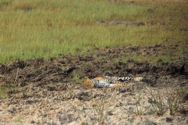 Шри Ланка в одиночку: Храмы, горы, море и 3 национальных парка