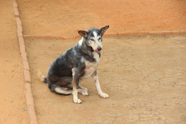 Шри Ланка в одиночку: Храмы, горы, море и 3 национальных парка