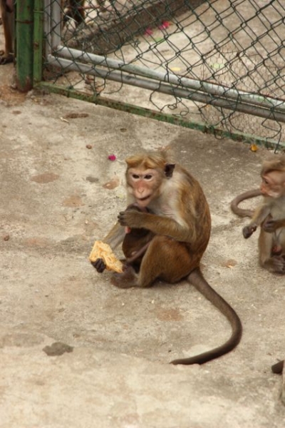 Шри Ланка в одиночку: Храмы, горы, море и 3 национальных парка