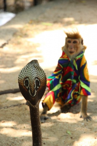 Шри Ланка в одиночку: Храмы, горы, море и 3 национальных парка