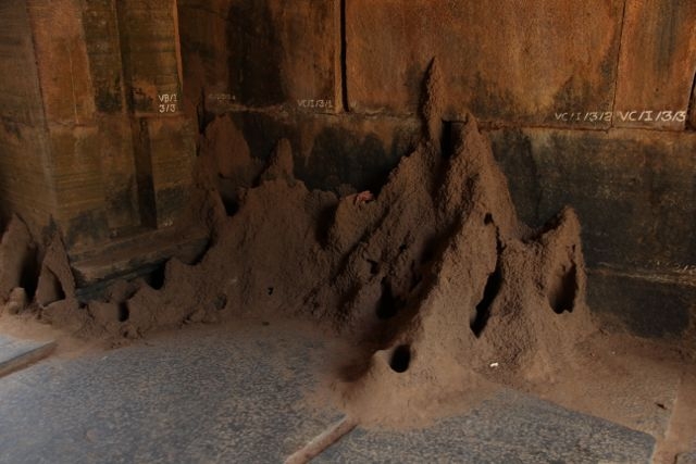 Шри Ланка в одиночку: Храмы, горы, море и 3 национальных парка