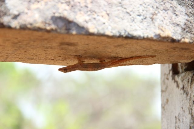 Шри Ланка в одиночку: Храмы, горы, море и 3 национальных парка