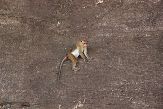 Шри Ланка в одиночку: Храмы, горы, море и 3 национальных парка