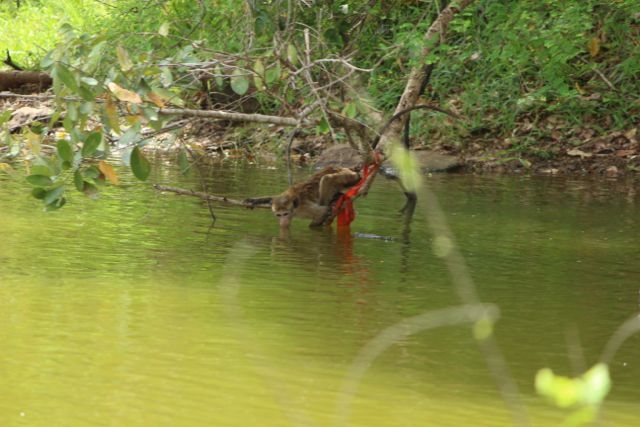 Шри Ланка в одиночку: Храмы, горы, море и 3 национальных парка