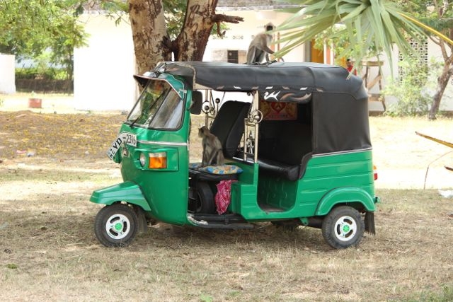 Шри Ланка в одиночку: Храмы, горы, море и 3 национальных парка