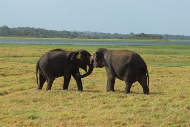Шри Ланка в одиночку: Храмы, горы, море и 3 национальных парка