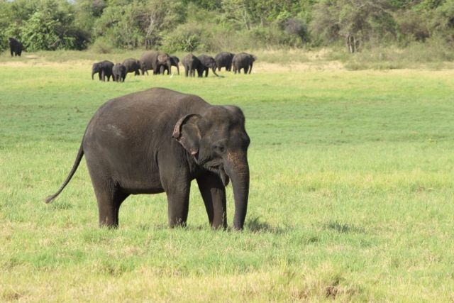 Шри Ланка в одиночку: Храмы, горы, море и 3 национальных парка