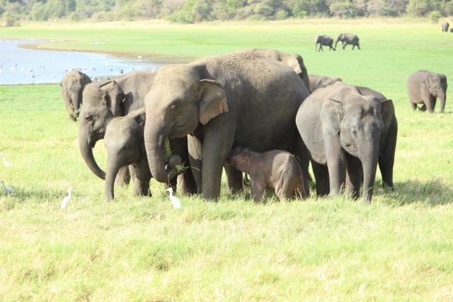 Шри Ланка в одиночку: Храмы, горы, море и 3 национальных парка