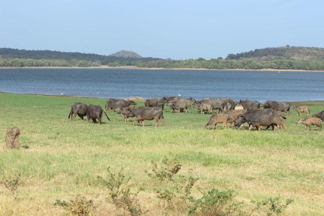 Шри Ланка в одиночку: Храмы, горы, море и 3 национальных парка