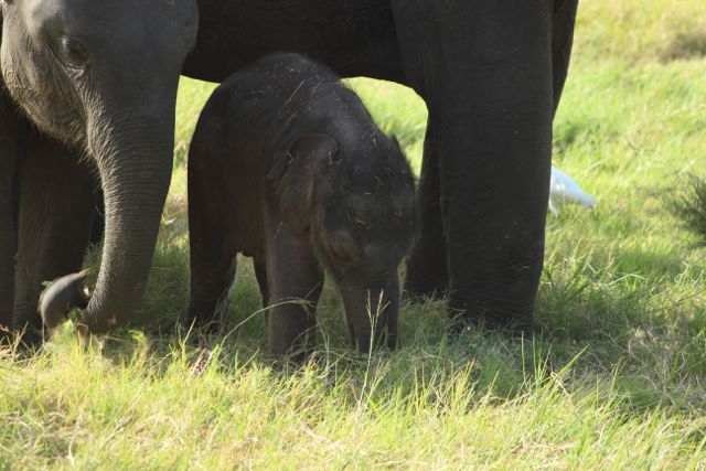 Шри Ланка в одиночку: Храмы, горы, море и 3 национальных парка