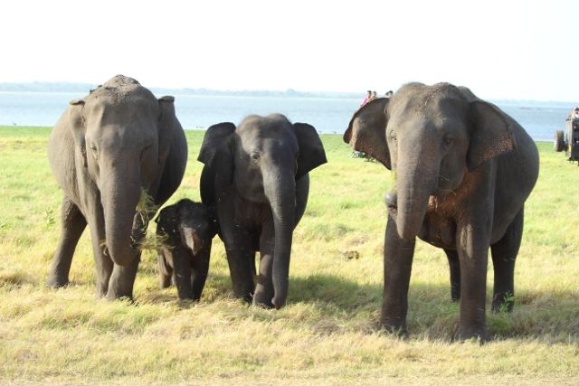 Шри Ланка в одиночку: Храмы, горы, море и 3 национальных парка