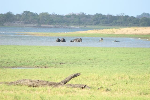 Шри Ланка в одиночку: Храмы, горы, море и 3 национальных парка