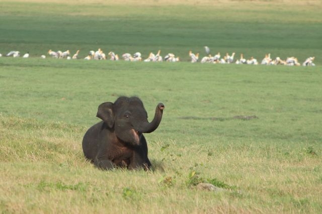 Шри Ланка в одиночку: Храмы, горы, море и 3 национальных парка
