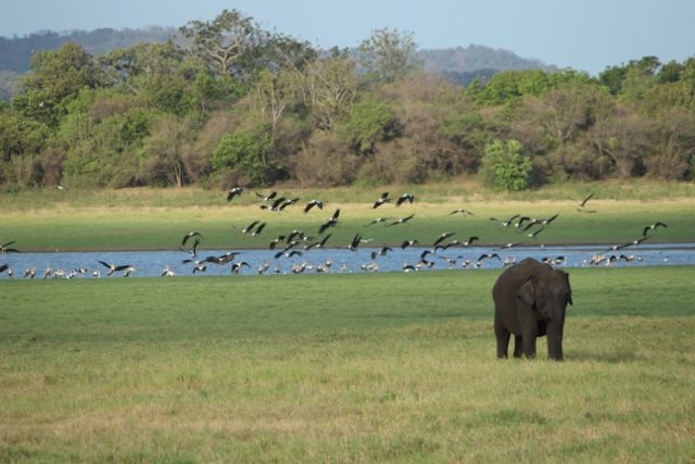 Шри Ланка в одиночку: Храмы, горы, море и 3 национальных парка