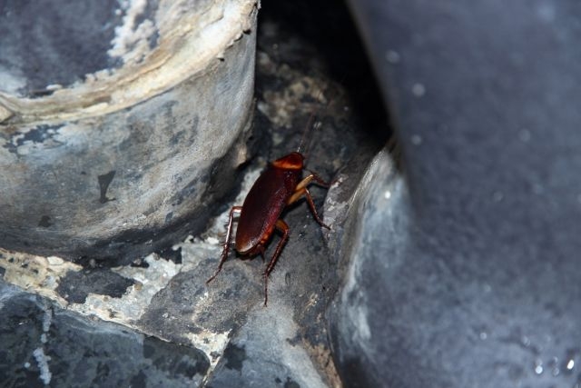 Шри Ланка в одиночку: Храмы, горы, море и 3 национальных парка