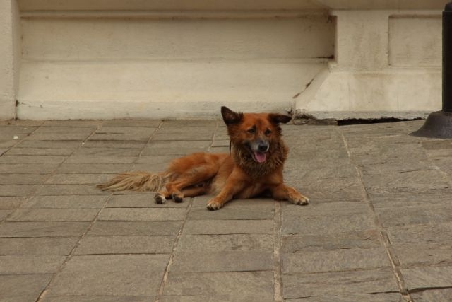 Шри Ланка в одиночку: Храмы, горы, море и 3 национальных парка