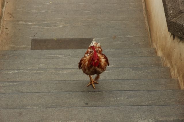 Шри Ланка в одиночку: Храмы, горы, море и 3 национальных парка