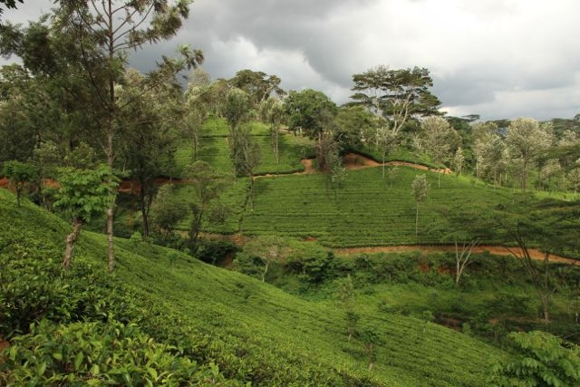 Шри Ланка в одиночку: Храмы, горы, море и 3 национальных парка