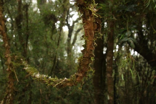 Шри Ланка в одиночку: Храмы, горы, море и 3 национальных парка