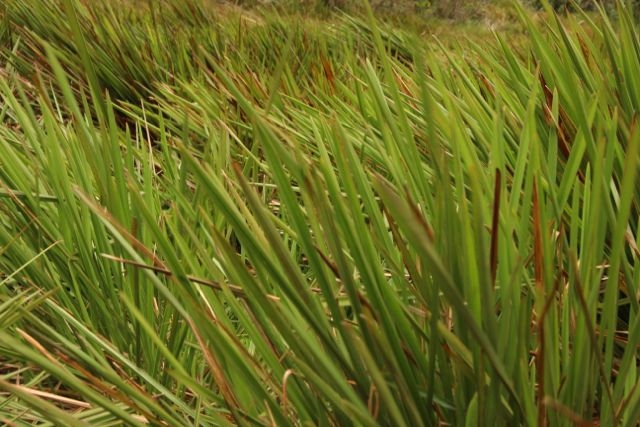 Шри Ланка в одиночку: Храмы, горы, море и 3 национальных парка