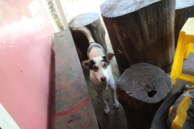 Шри Ланка в одиночку: Храмы, горы, море и 3 национальных парка