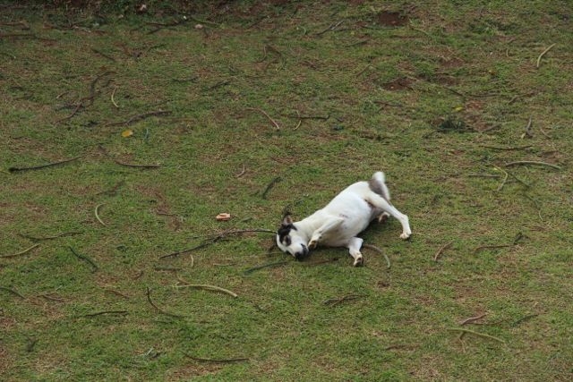 Шри Ланка в одиночку: Храмы, горы, море и 3 национальных парка