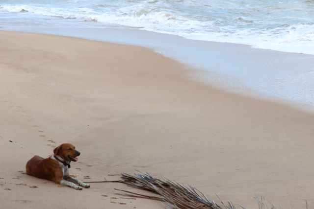 Шри Ланка в одиночку: Храмы, горы, море и 3 национальных парка