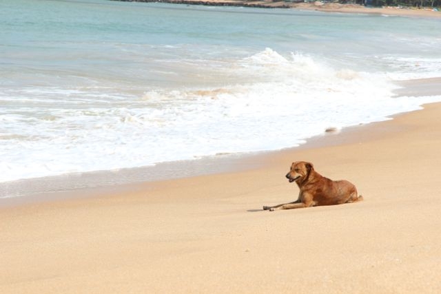 Шри Ланка в одиночку: Храмы, горы, море и 3 национальных парка