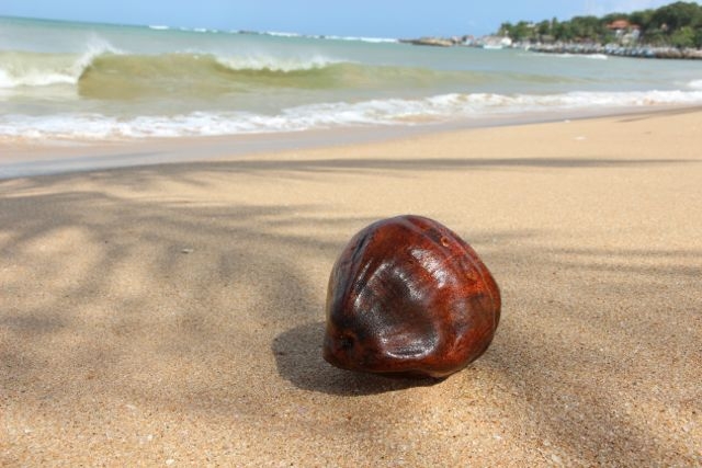 Шри Ланка в одиночку: Храмы, горы, море и 3 национальных парка