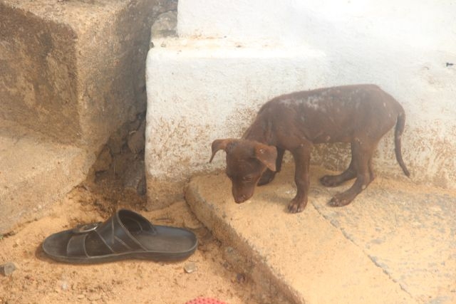 Шри Ланка в одиночку: Храмы, горы, море и 3 национальных парка