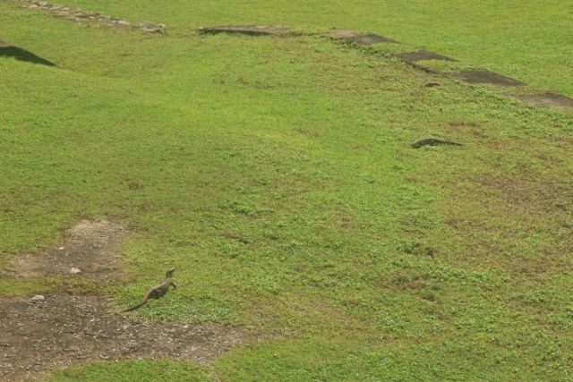 Шри Ланка в одиночку: Храмы, горы, море и 3 национальных парка