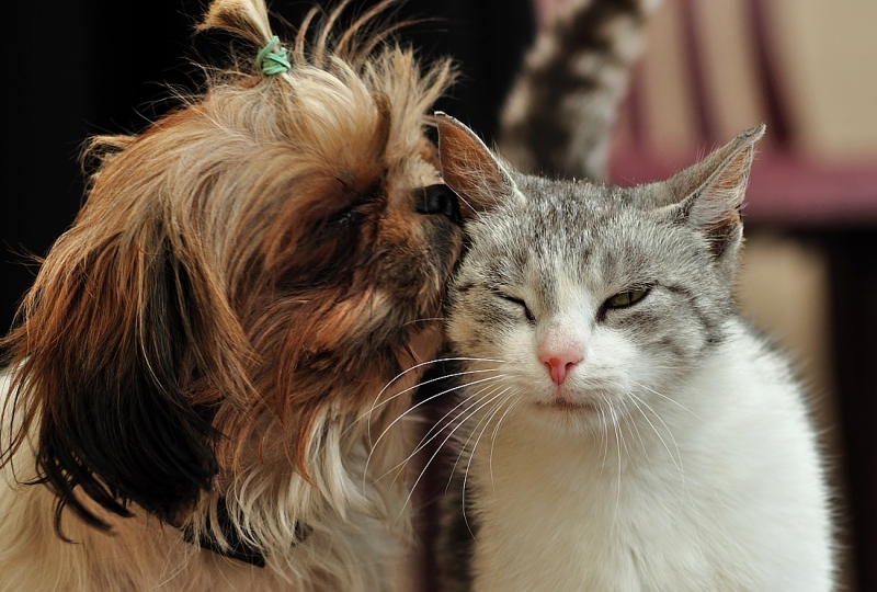 Поговорим о кошках 29