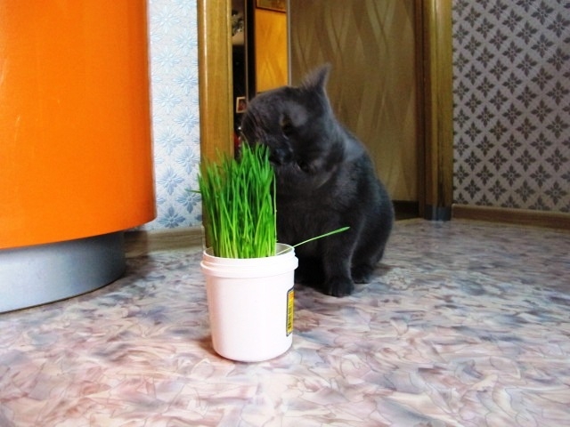 Поговорим о кошках 29