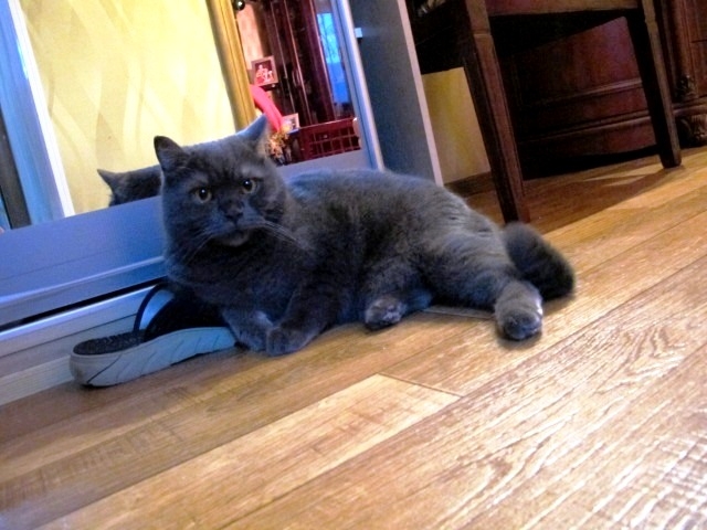 Поговорим о кошках 29