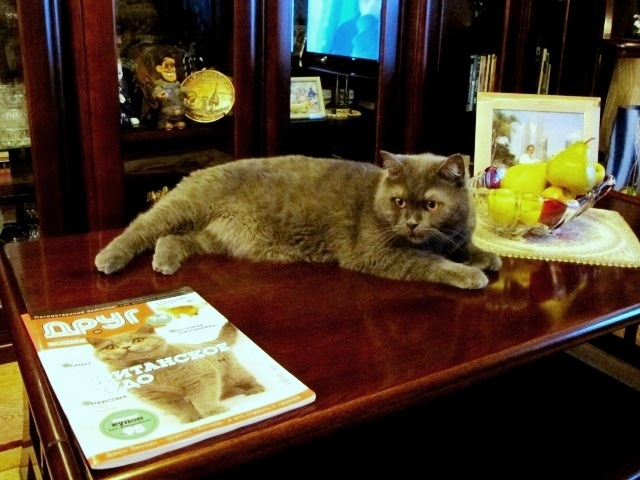 Поговорим о кошках 29