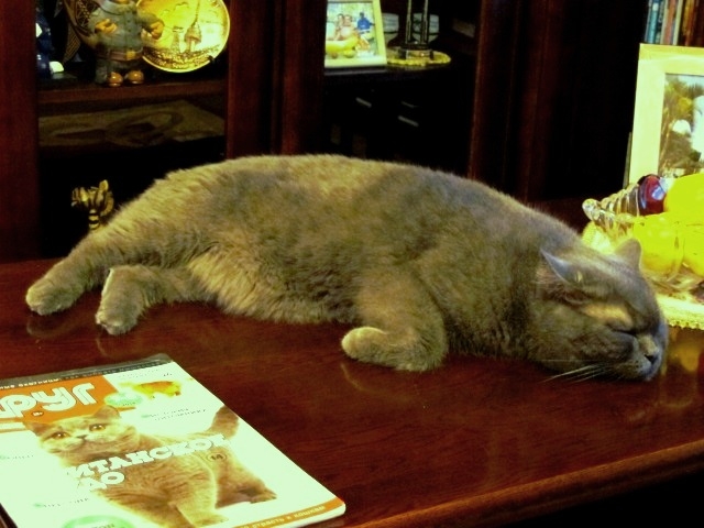 Поговорим о кошках 29