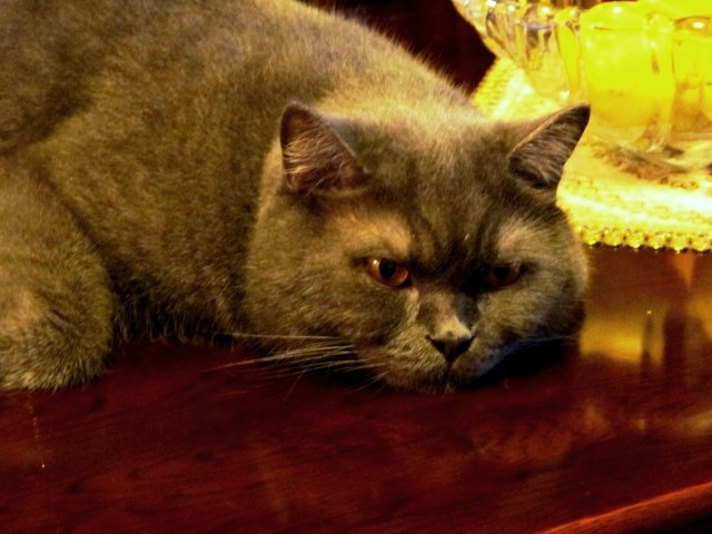 Поговорим о кошках 29