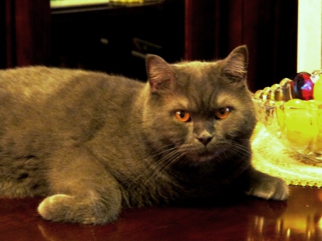 Поговорим о кошках 29