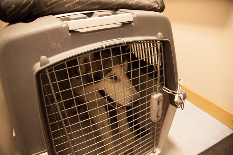 Цветущая Норвегия (июль-август 2014) (не закончен)