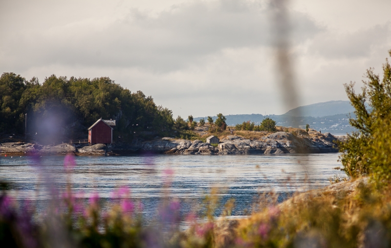 Цветущая Норвегия (июль-август 2014) (не закончен)